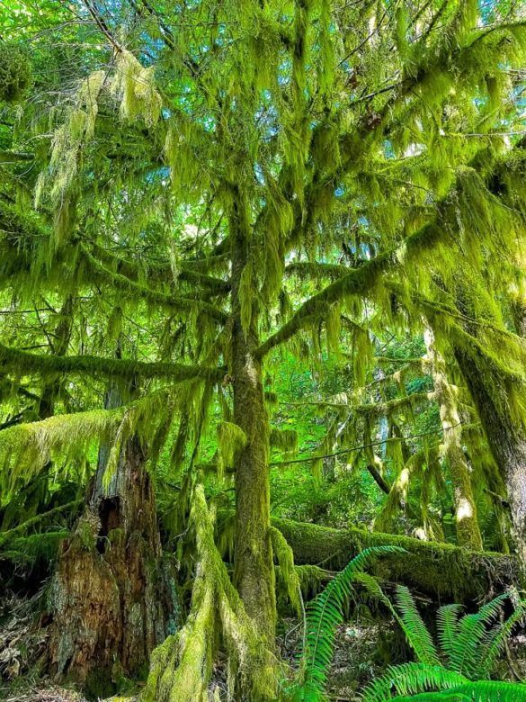 Rattlesnake Ledge Trail Awesome Day Hike Near Seattle, WA