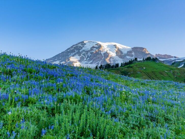 Stunning wildflower meadows on the Skyline Trail Loop in Mt Rainier National Park Washington blue flowers at dawn where are those morgans hiking