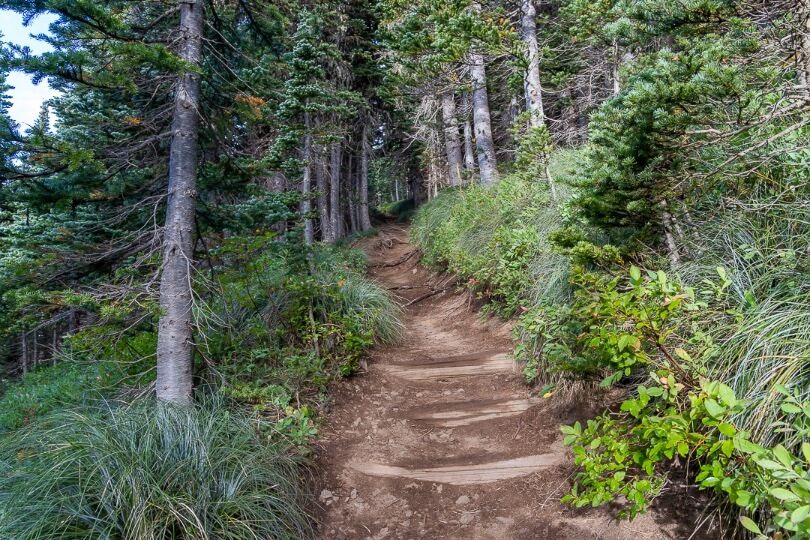 Very steep section of a hike through forest in washington