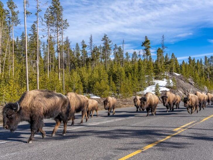 Yellowstone In April: 10 Important Things To Know