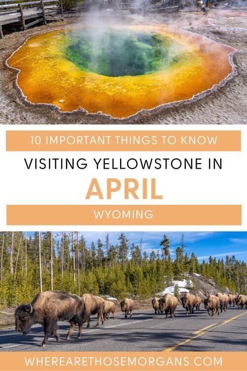 Yellowstone In April 10 Important Things To Know