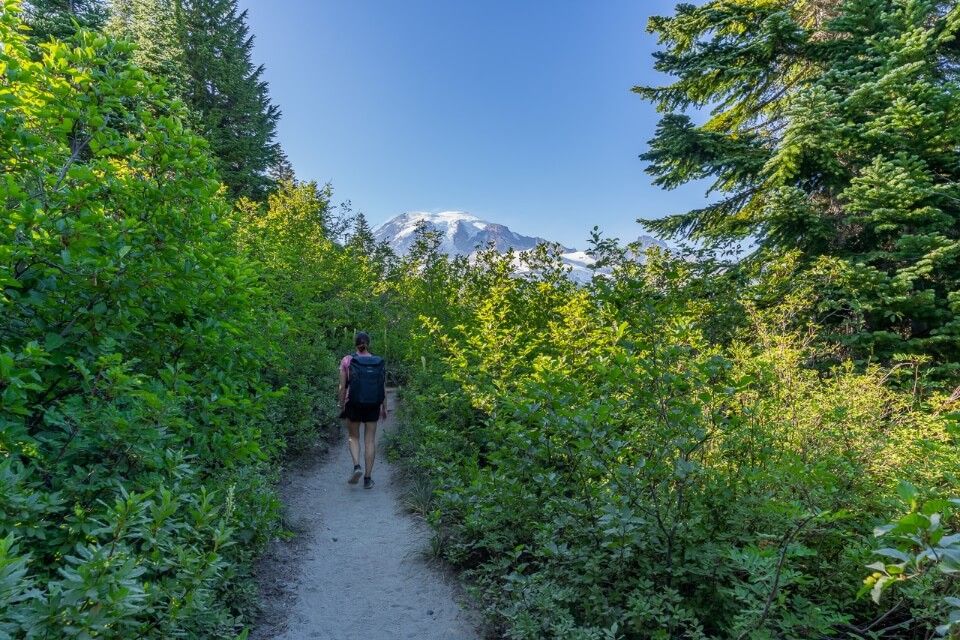 Path cutting through green shrubs with mt rainier poking out over the top