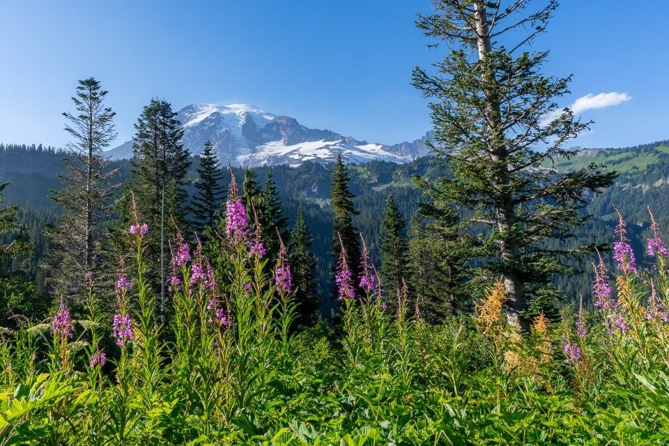 Mt Rainier and pink wildflowers on bench snow lakes trail in mt rainier national park