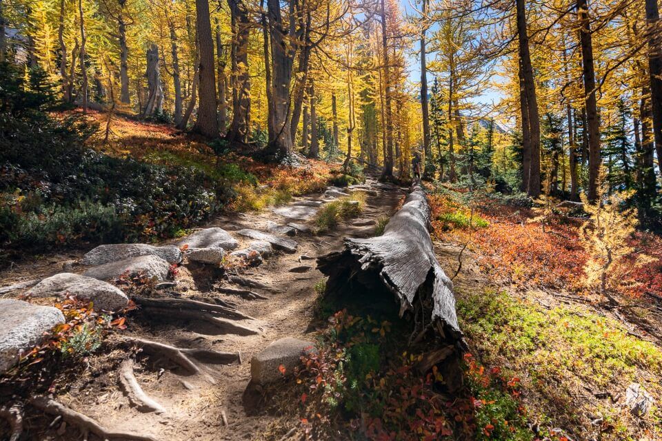 Stunning forest with shadows in washington fall