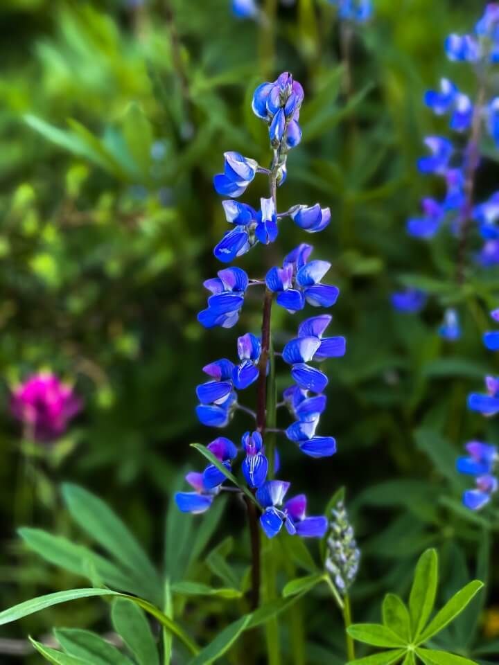 Blue wildflower in mt rainier national park