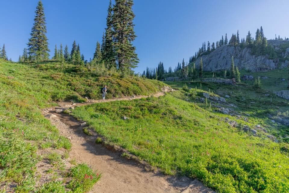 Hiking a winding path through meadows in mt rainier washington