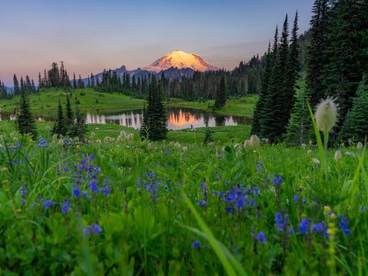 Stunning reflection of Mt Rainier in Tipsoo Lake with wildflowers and meadows on Chinook Pass end of Naches Peak Loop Trail hike Where Are Those Morgans