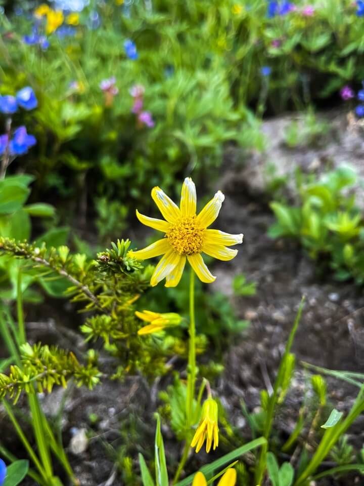 Yellow wildflower in mt rainier national park