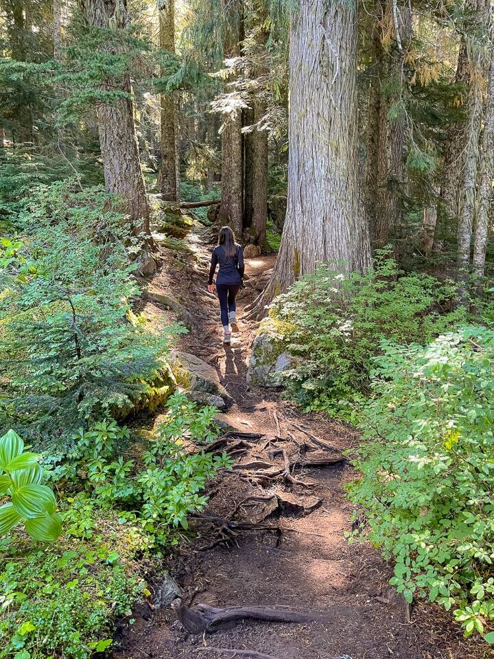 Hiking through forest in washington