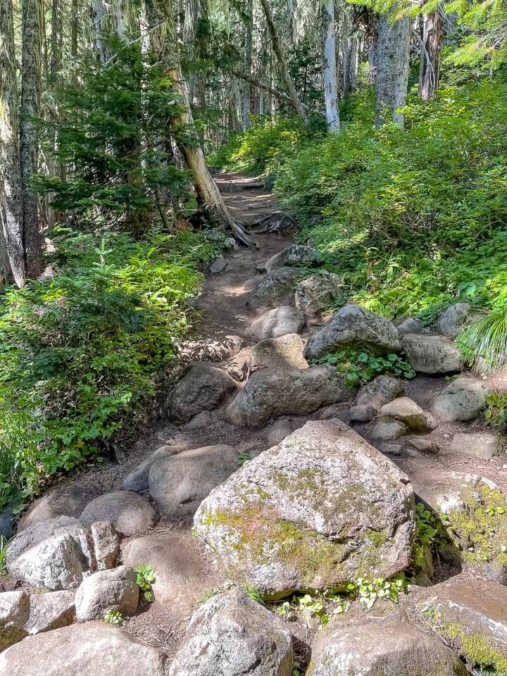 Steep climb through forest on hike in washington