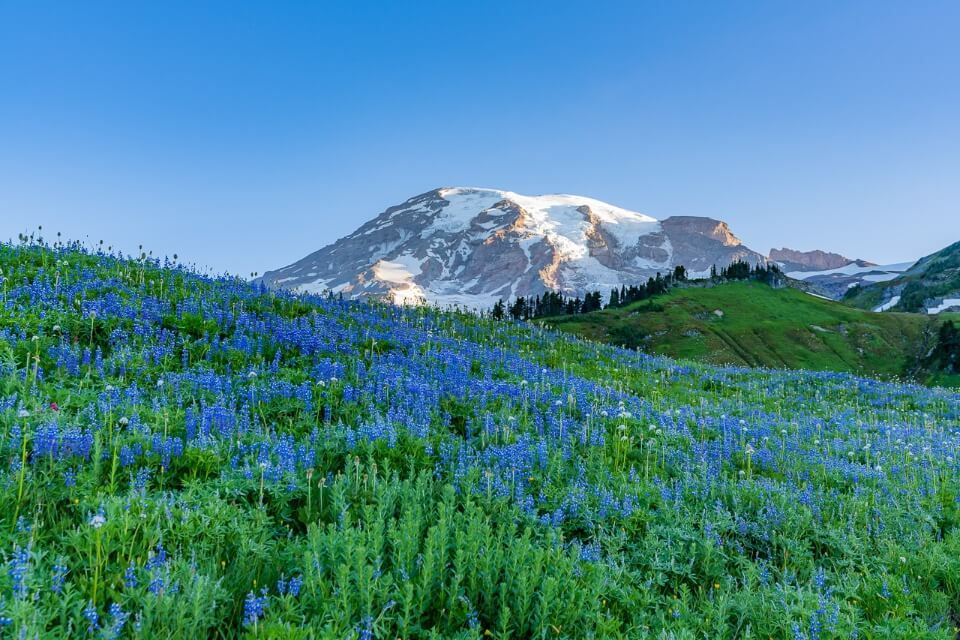 Most popular and best hike in mt rainier national park skyline trail blue wildflower meadows with rainier lit up by sunrise light