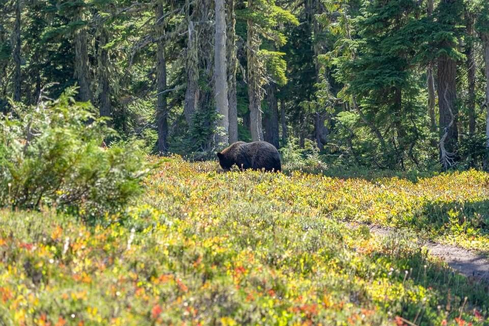 Black bear walking around eating berries in spray park hard switchbacks hike with amazing meadows summit