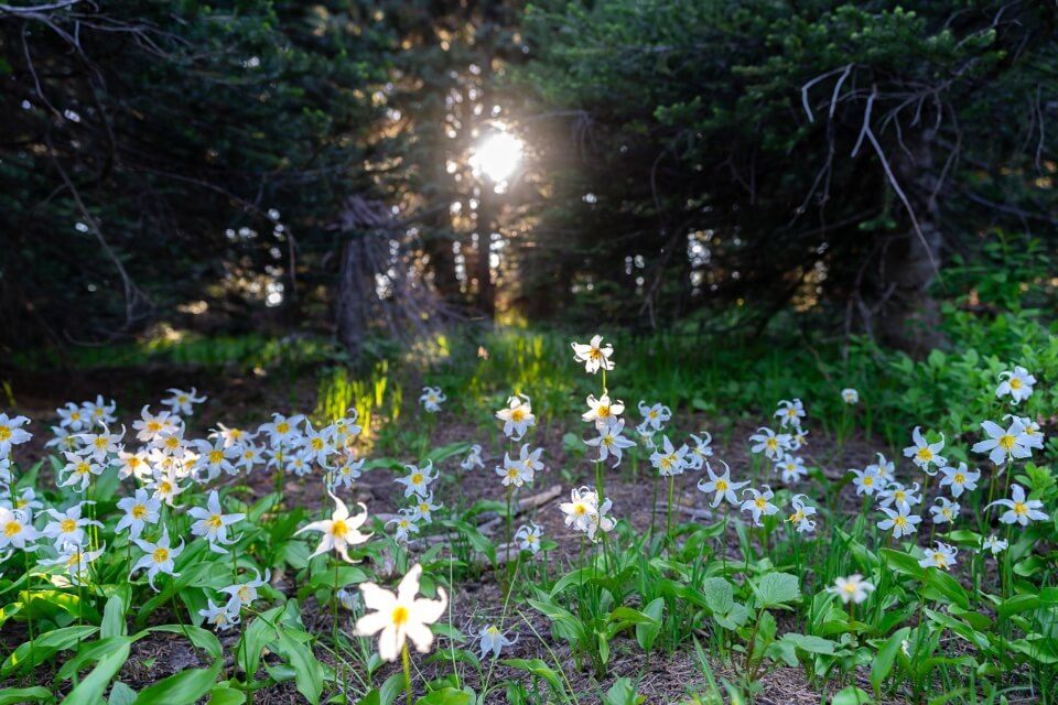 White wildflowers with sunlight in mount rainier national park best hikes in july and august have peak wildflowers in bloom