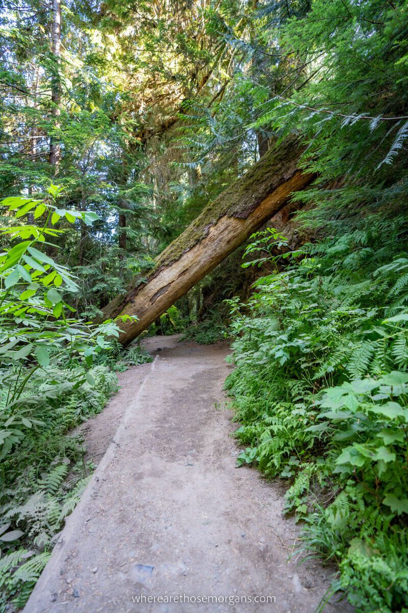 Hiking trail leading through green vegetation with log blocking the path