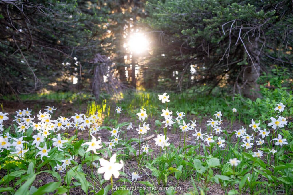 Wildflowers in bloom with sun shining through dense trees
