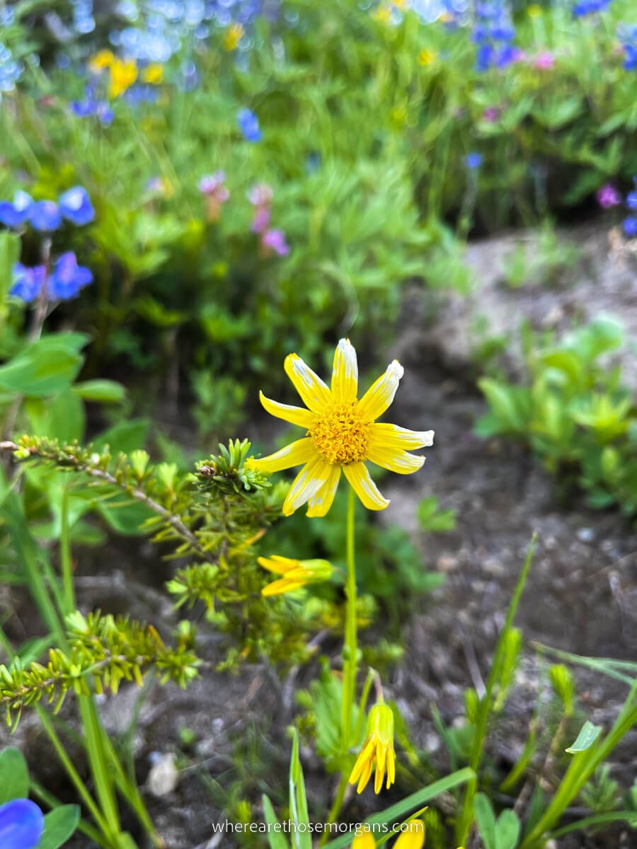 Beautiful yellow wildflower in Mt Rainier national park Washington