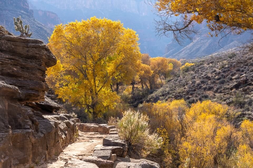 Golden yellow leaves on trees in Grand Canyon South Rim day hiking Bright Angel Trail