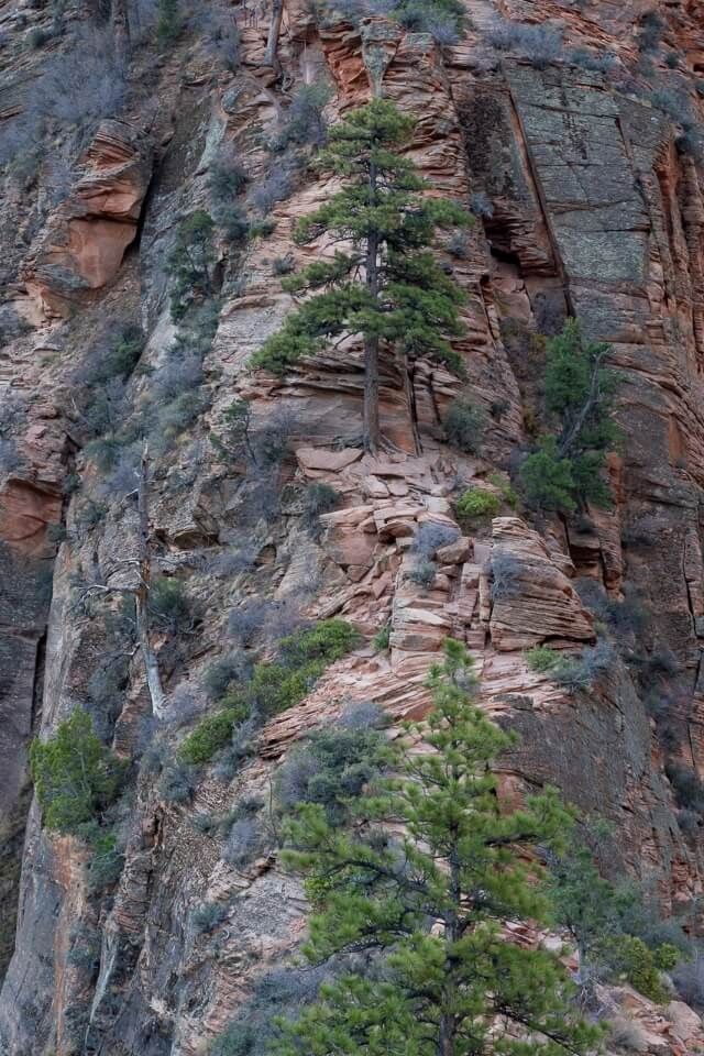 Very narrow trail hike to angels landing in zion national park with chain sections to hold