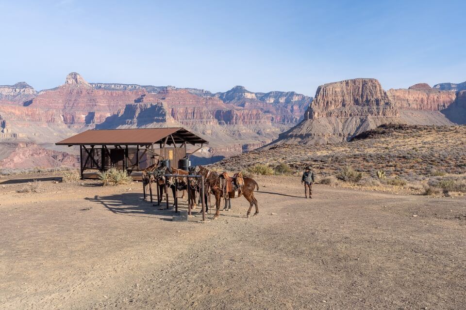 The tipoff mules and park ranger in grand canyon