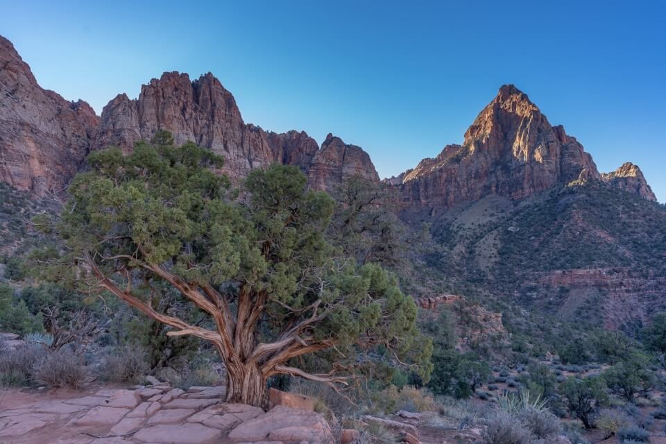 Gorgeous tree at the top of a hike with towering cliffs behind and blue sky at dawn The Watchman Trail In Zion National Park Utah Where Are Those Morgans