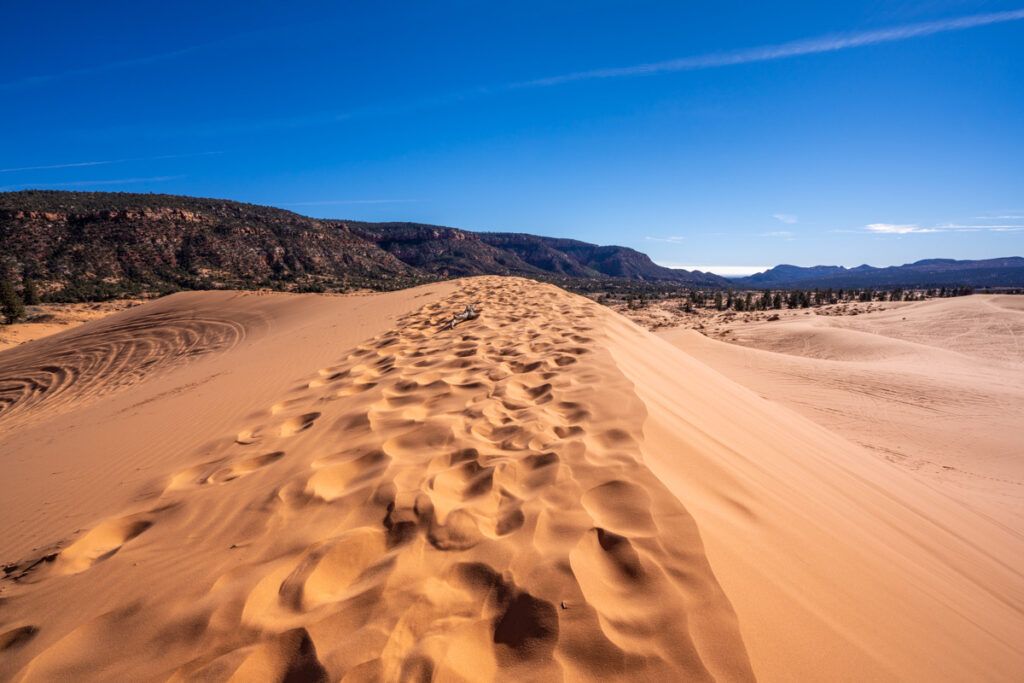 Gorgeous sand dune with pink yellow color in coral pink sand dunes state park near Kanab Utah