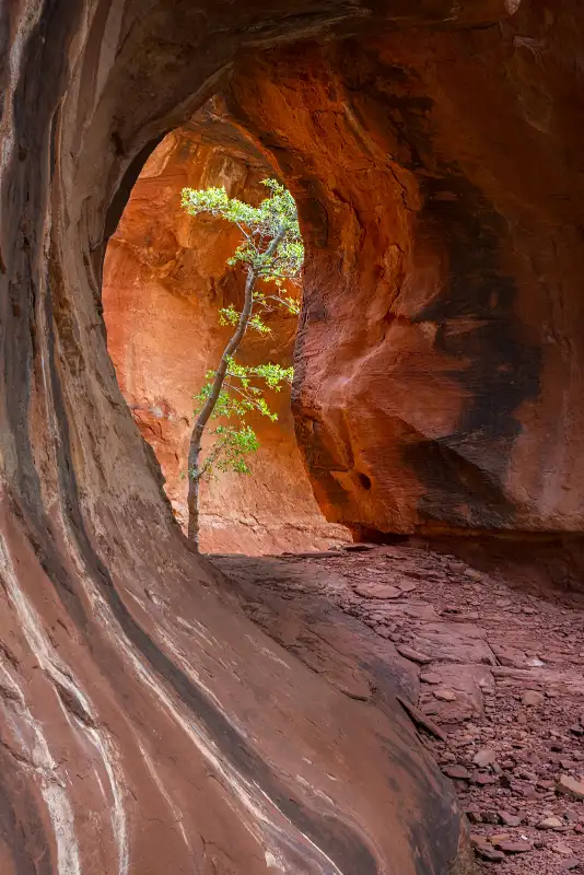 Kachina Tree Lone Tree Cave in Sedona Arizona oval shaped cave with single tree in background