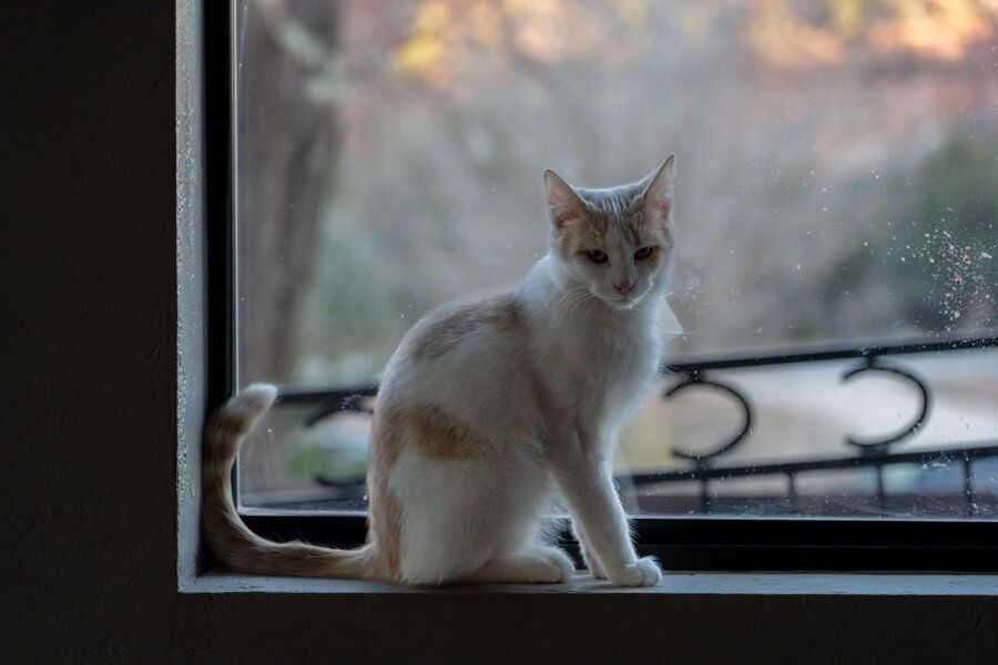 Best friends animal sanctuary white cat sat on window ledge in kanab utah