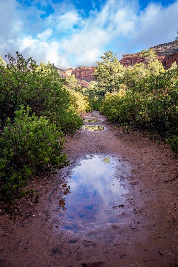 Puddles reflecting the sky on a path surrounded by green shrubs