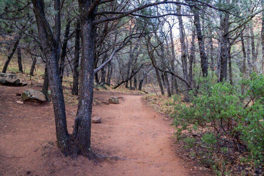 Light forested area with burnt trees and no leaves on dirt packed path