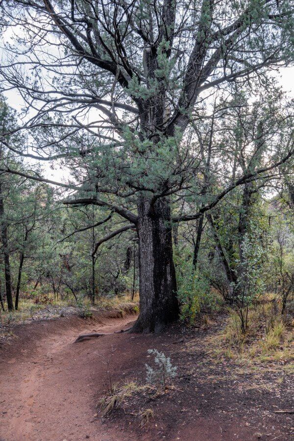 Tall burnt black and gray tree marking the turning point to Subway Cave on Boynton Canyon Trail in Sedona Arizona