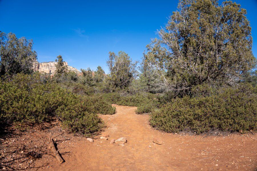 Flat and easy path through vegetation with deep blue sky