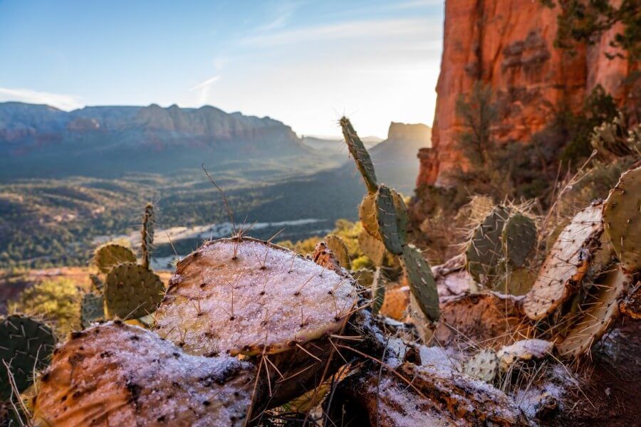Cactus with snow and ice as the sun is rising on top of Cathedral Rock trail in Sedona arizona