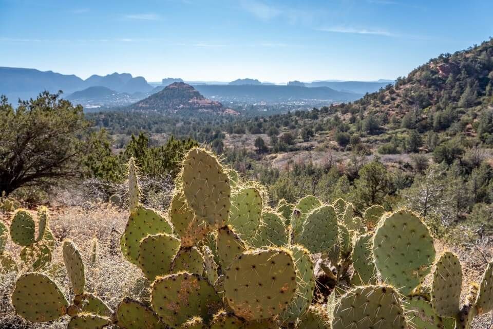 Cactus plants on a hike in Arizona