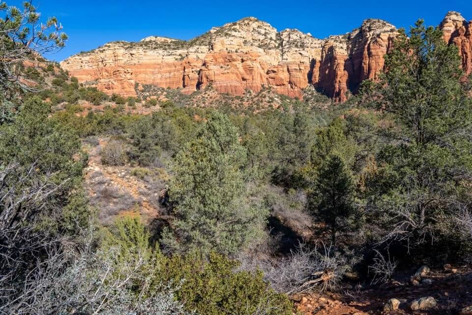 Trees and vegetation in desert walking towards red rock cliffs