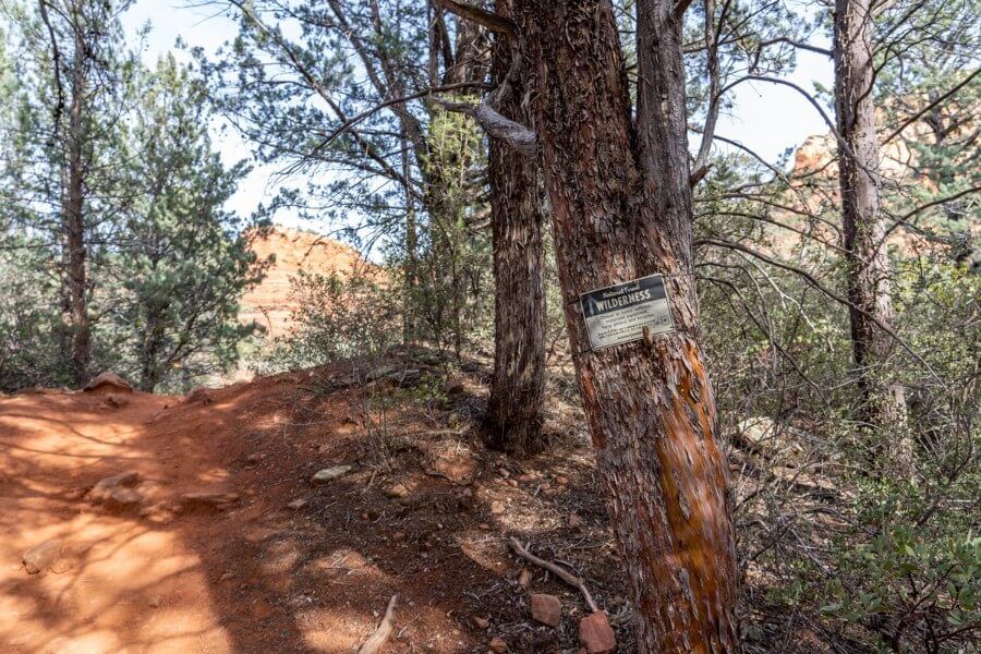 Wilderness sign on a tree in a forest