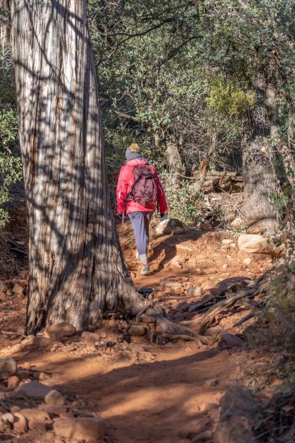 Walking through forest on dirt path past thick set tree trunk