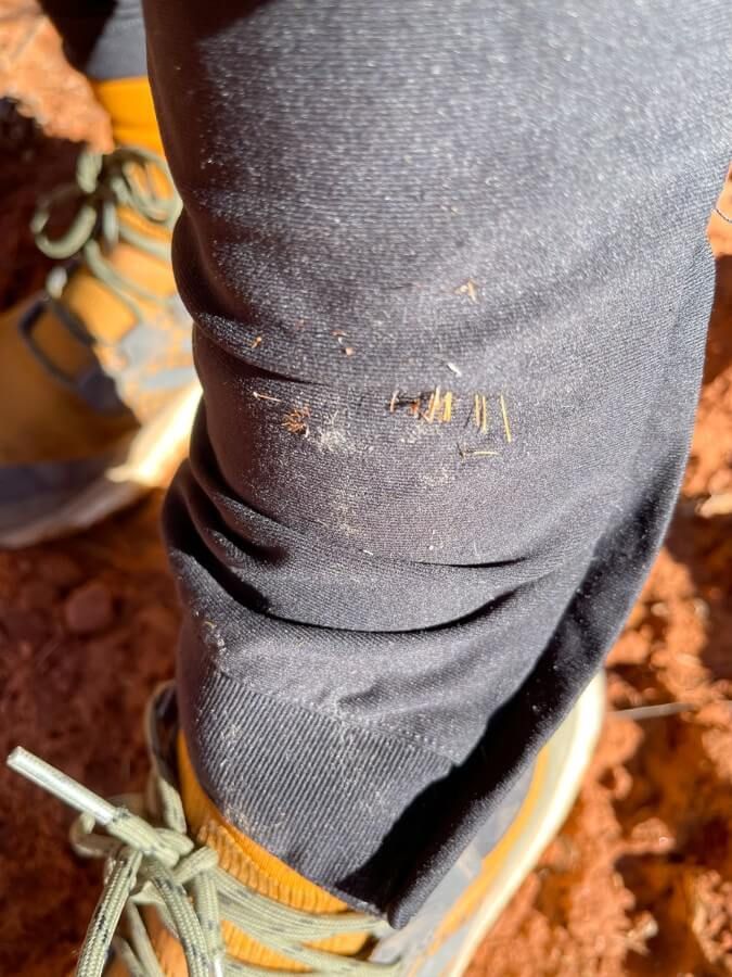 Prickly vegetation stuck in pants