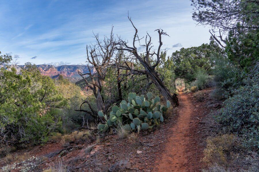 Narrow dirt path leading through an arch of desert vegetation