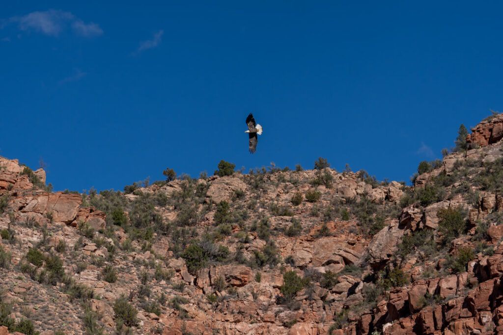 A bald eagle soaring high about the canyon walls along the Verde Railroad