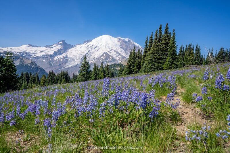 Blue wildflowers and green grass with a tall snow capped mountain in the background
