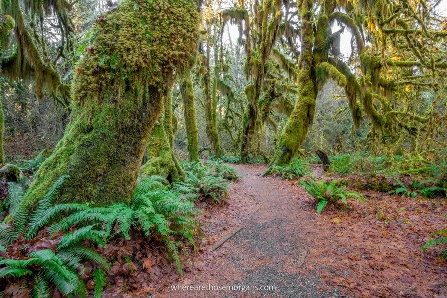 Hoh Rainforest is a must stop on the Olympic Peninsula road trip in USA pacific northwest