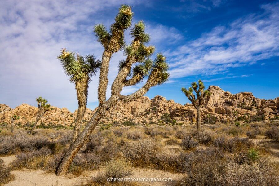 Joshua Trees and arid landscape perfect for hiking near Los Angeles makes Joshua Tree one of the best USA national parks