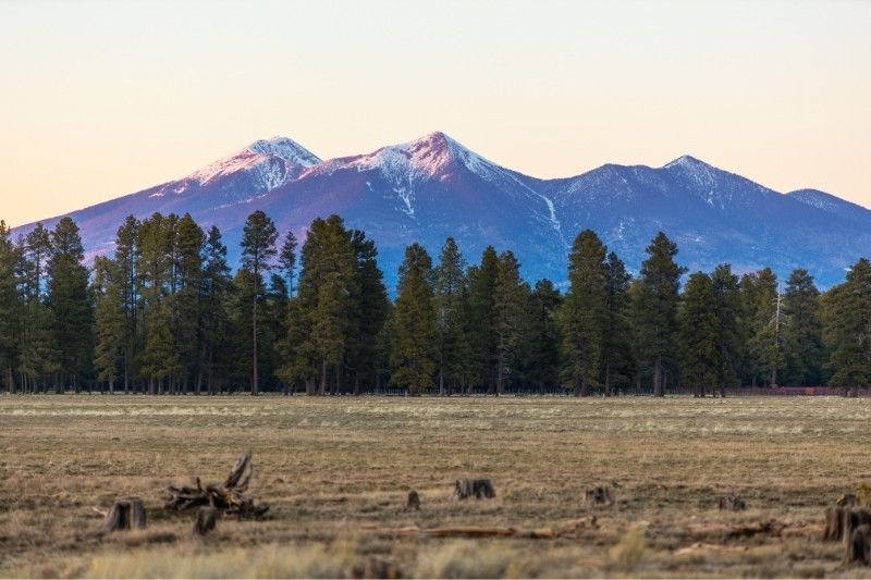 San Francisco Peaks glowing behind a field and trees