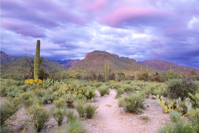 Cactus and deset vegetation with rocky mountains and colorful clouds in Sabino Canyon