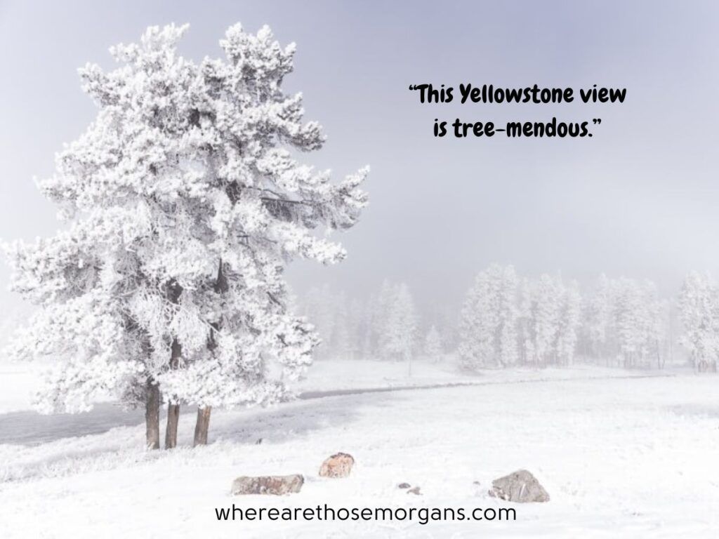 Yellowstone National Park quote featuring many snowy trees