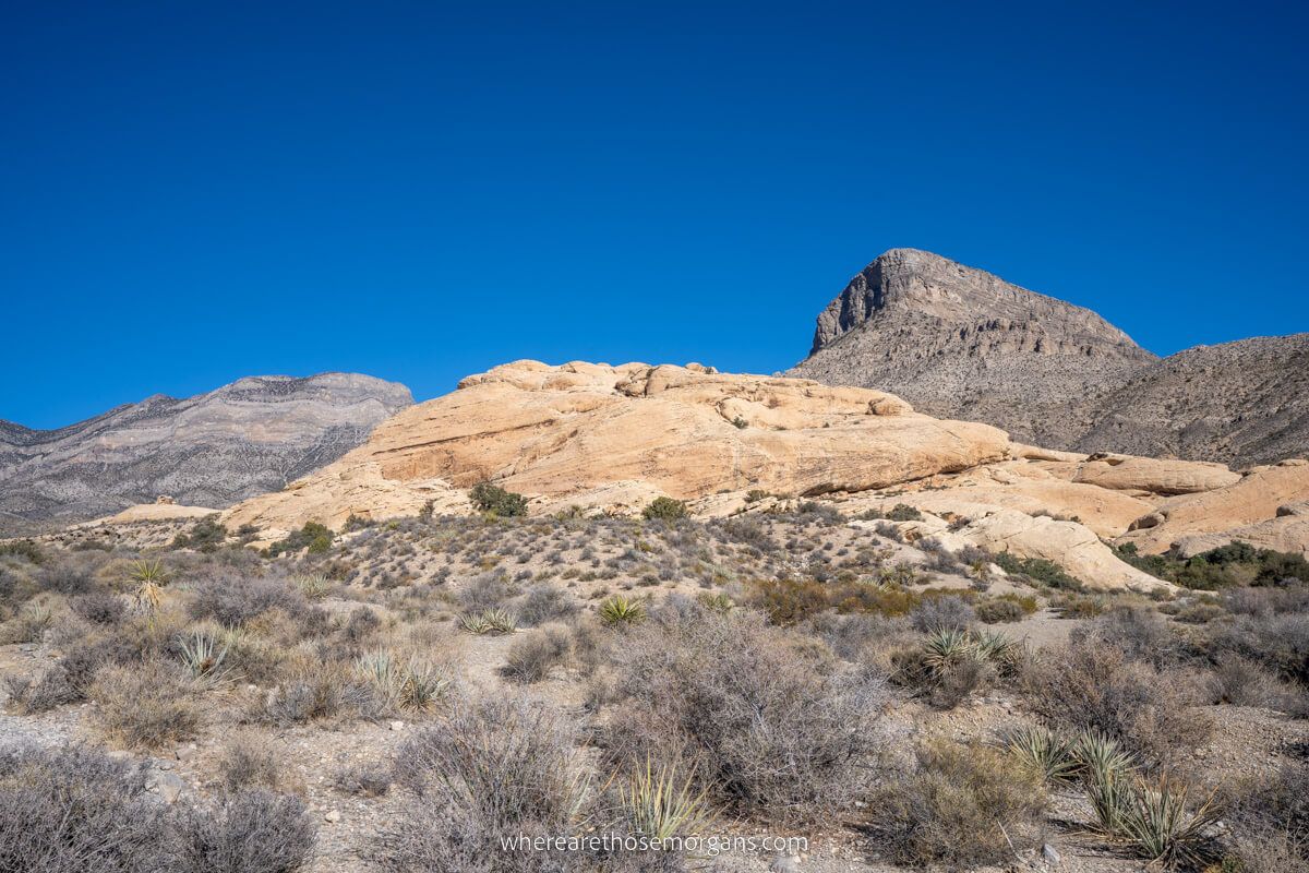 Turtlehead Peak saddle summit in the distance with desert vegetation foreground the best hard hike in Red Rock Canyon near Las Vegas
