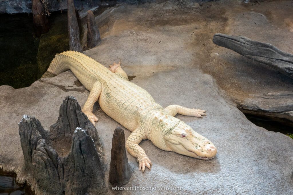 Albino alligator sitting on a rock at the California Academy of Sciences