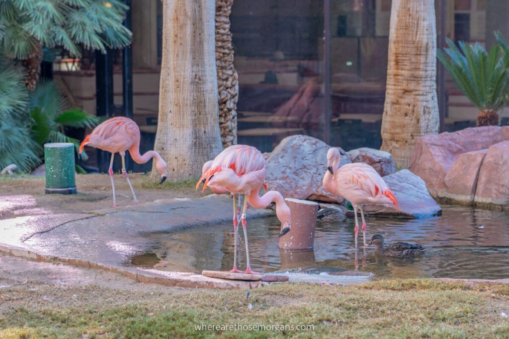 Three flamingos wading in shallow water in Flamingo hotel in Las Vegas
