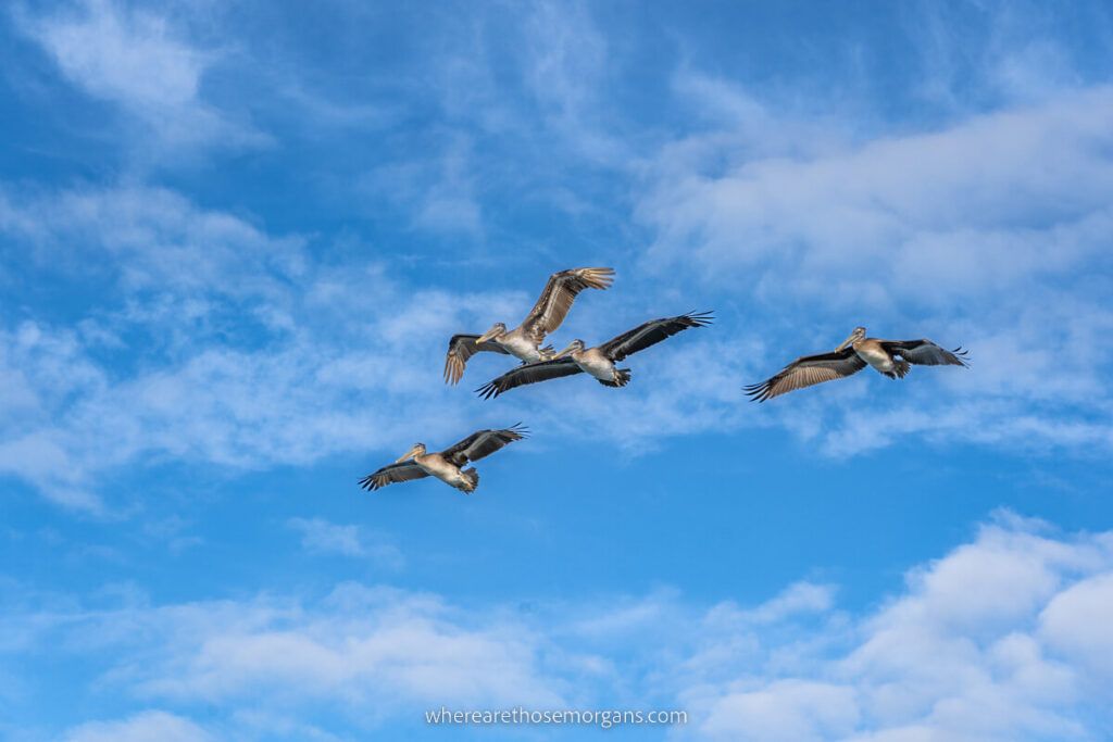 Four pelicans fying high in the sky in California