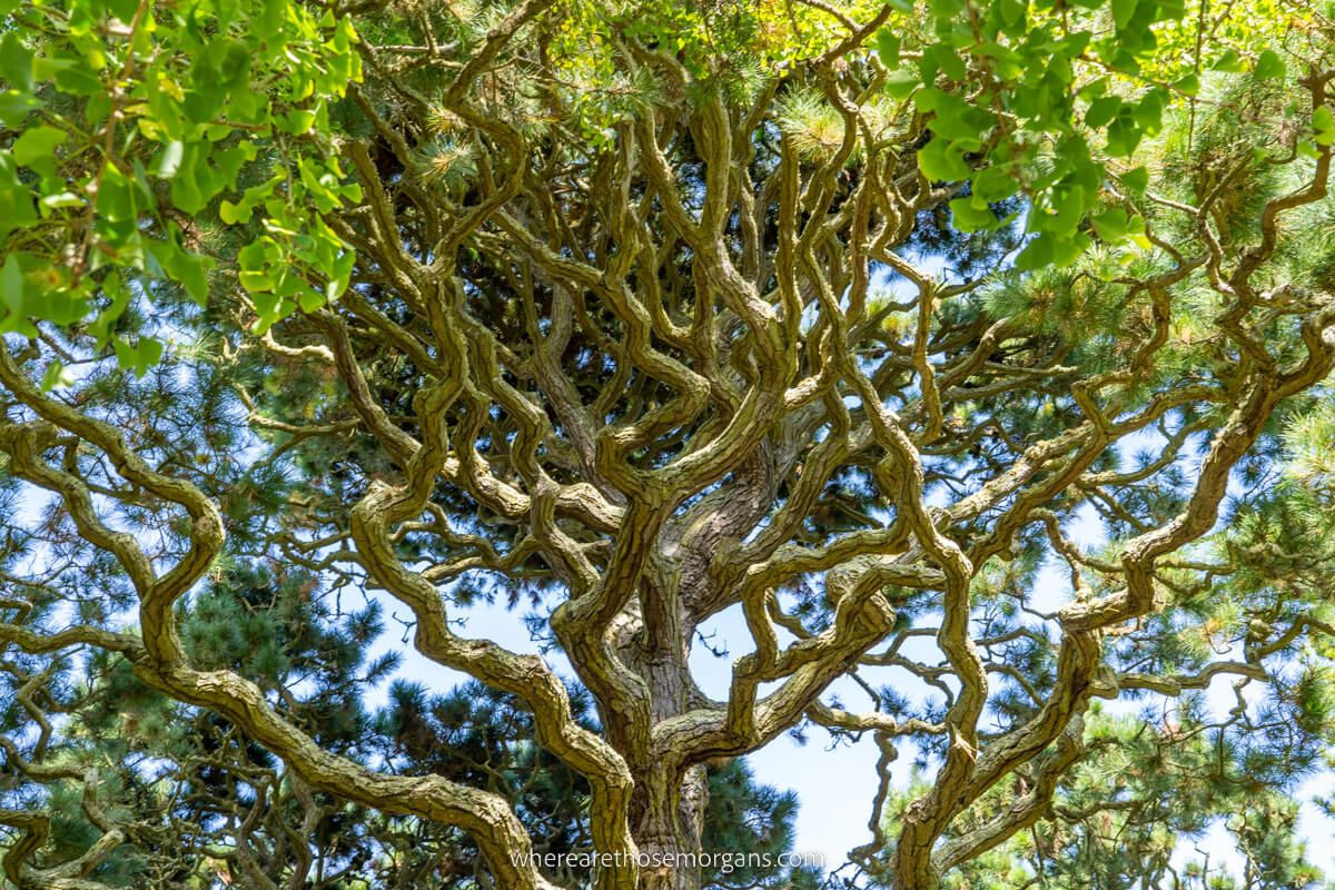 Branches of a tree in a tea garden